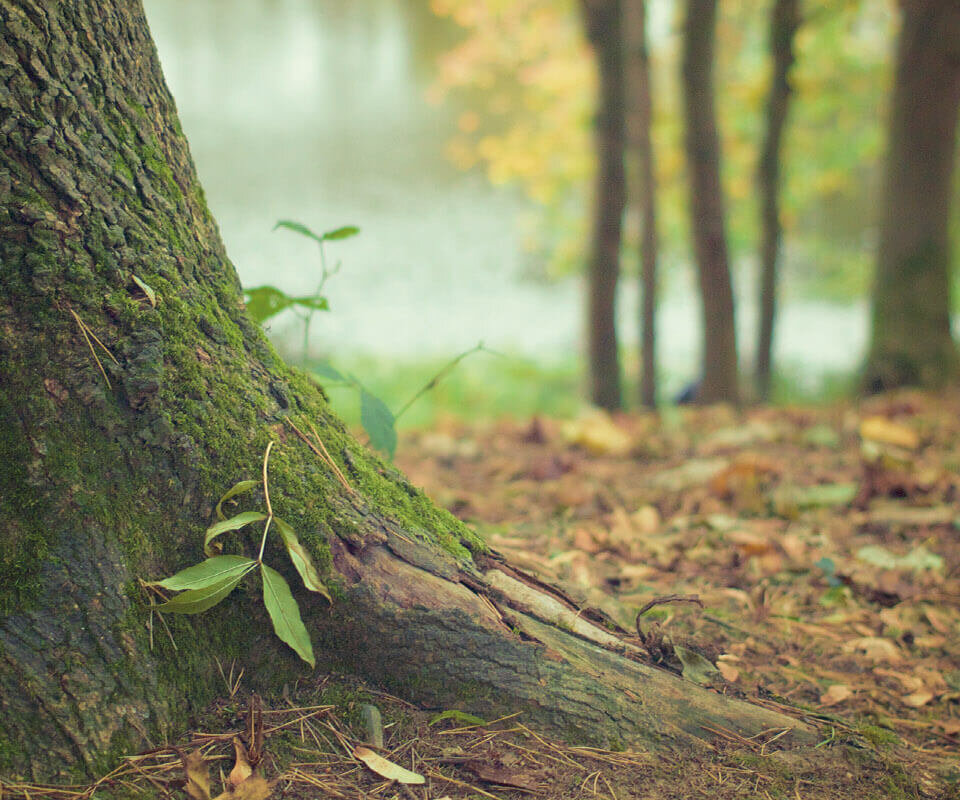 LOCALLY SOURCED OAK