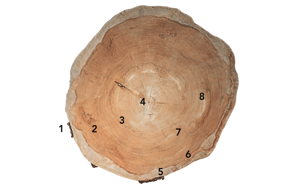 Cedar 200-year old wood roundel