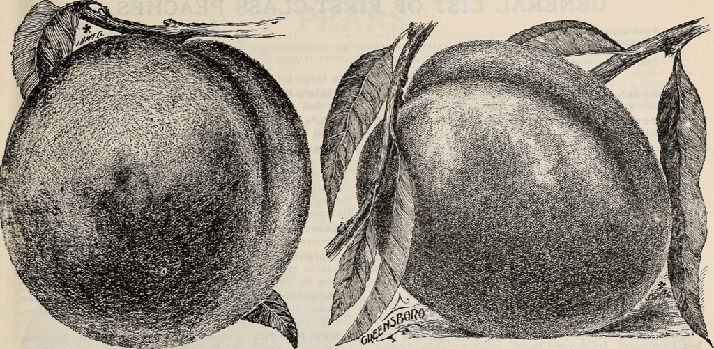 Plums etching image

