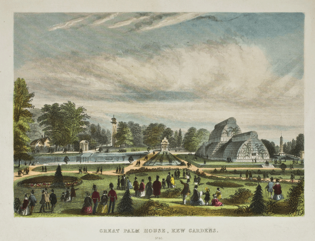 Great Palm House Kew Gardens drawing